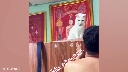 These Funny Cat Videos Will Have You Rolling!  Funny ANIMALS videos 2024