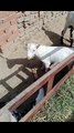 Beautiful cute baby goats video || Goat farming video