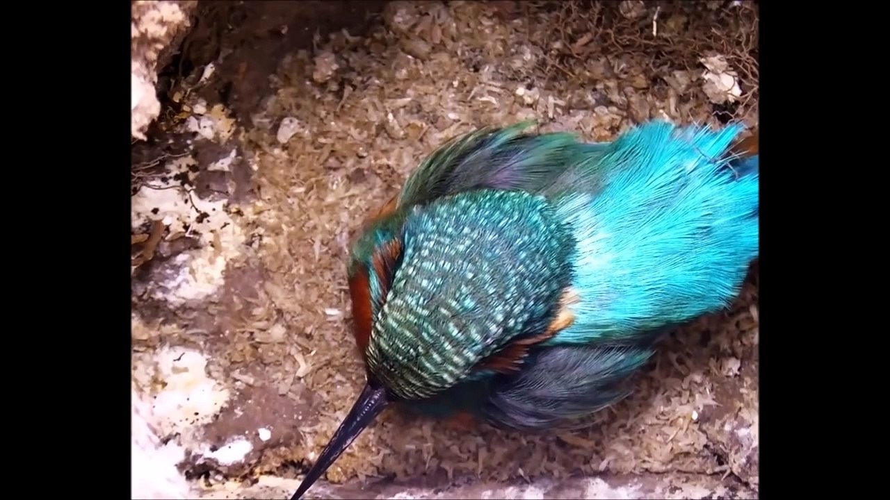 Amazing Footage of Kingfishers Inside Their Nest  Discover Wildlife  Robert E Fuller