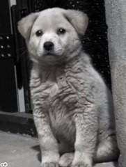 Adorable Dogs - Fun and Playful Moments