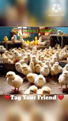 Chicks Lovers 