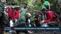 Penanaman Bibit Pohon Nantu di Lokasi Bekas Tambang Emas Ilegal