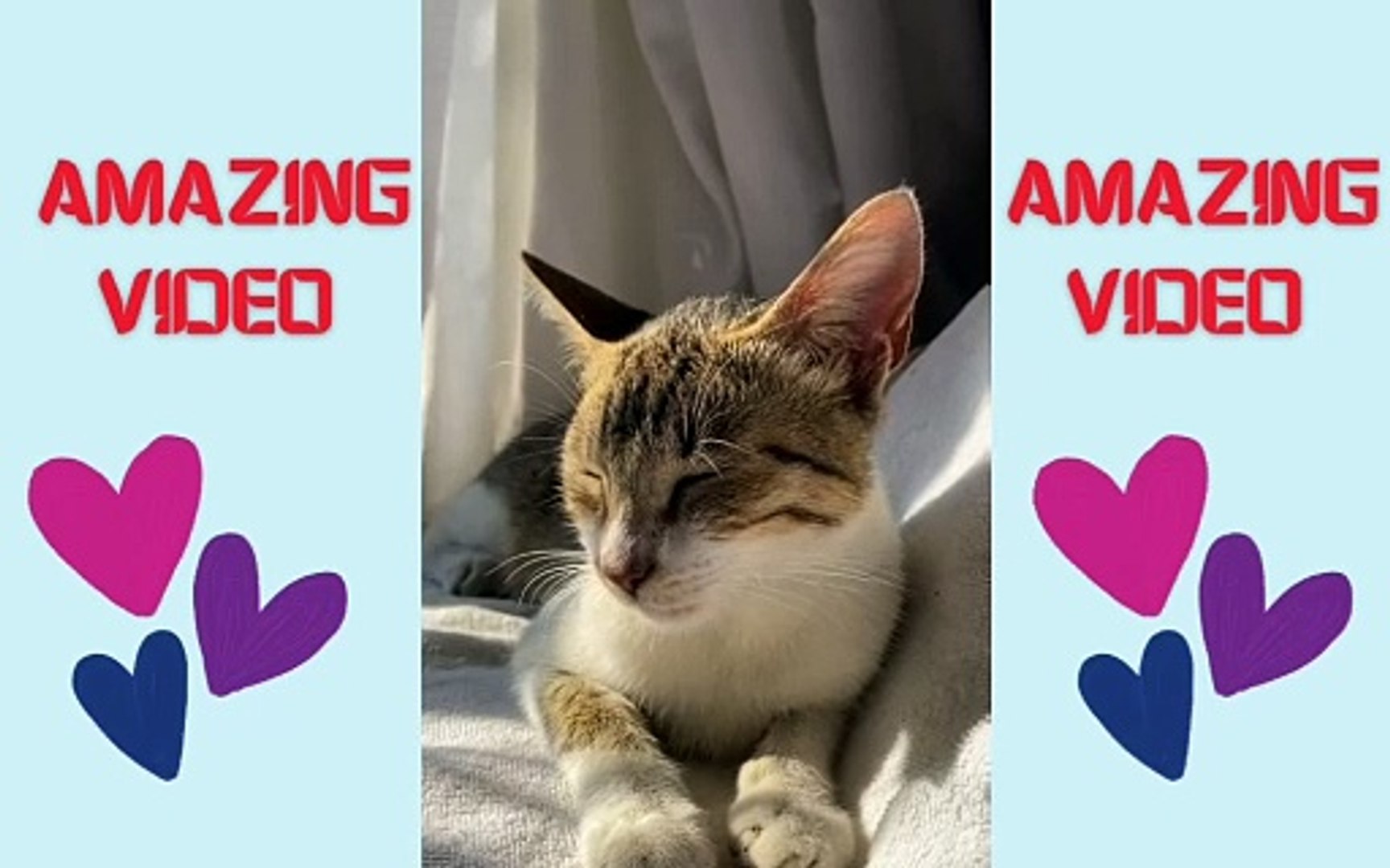 ⁣Cats Compilation: Hilarious and Heartwarming