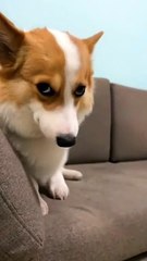 Adorable Corgi Steals the Show! ✨