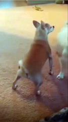 Chihuahua Twerking