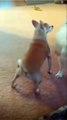 Chihuahua Twerking