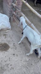 #trending #usa #viral #shortvideo #baby #pet #animals #goats #bakra #bakramandi #rajanpurigoat
