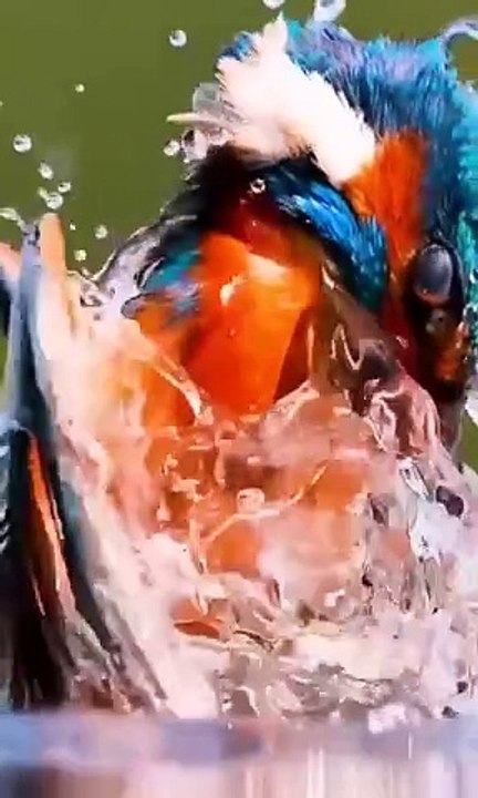 Kingfisher lovers