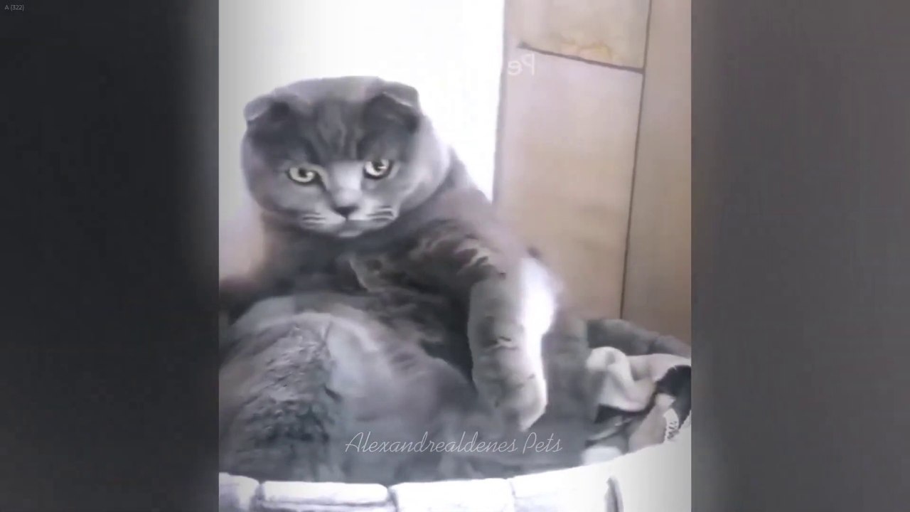 Funniest Cats  Funny Animal Videos 2024
