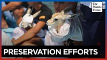 Endangered gazelles released on Libyan island sanctuary