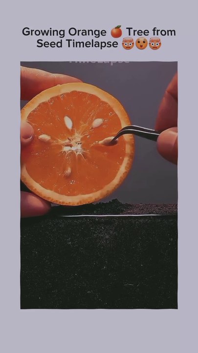 Orange Seed Growing Timelapse