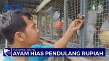 Budidaya Ayam Hias, dari Hobi jadi Peluang Bisnis