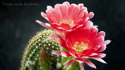 Time Lapse: Watch Flowers Blooming in Slow Motion 4K | Timelapse Blooms