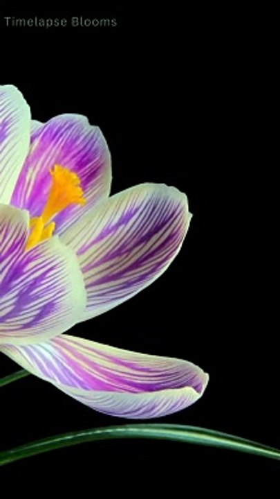 Time Lapse Watch Flowers Blooming in Slow Motion 4K #timelapse #shorts ...
