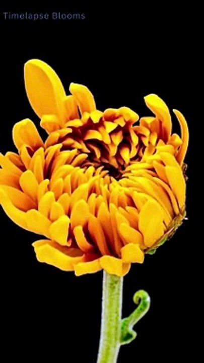 Time Lapse Watch Flowers Blooming in Slow Motion 4K #timelapse #shorts #flowers #3