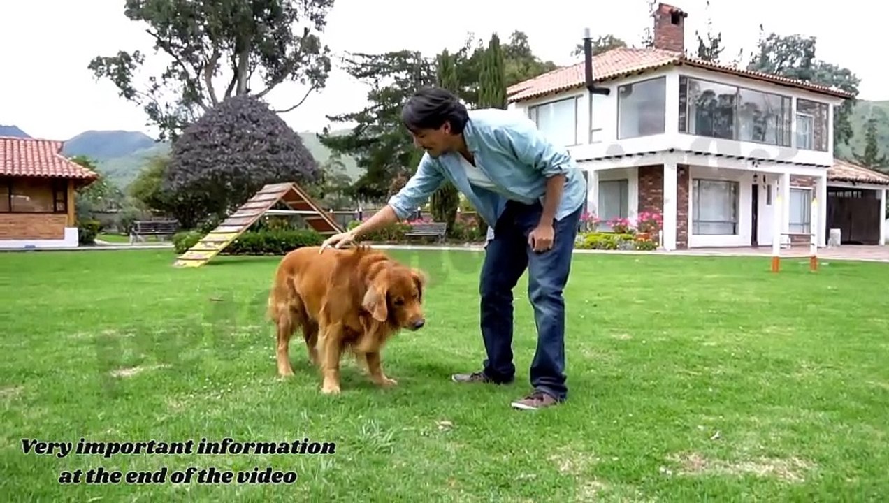 Mastering Dog Training | Training rewards #pets_birds