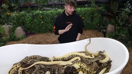 Would You Sit In Snakes For $10,000?