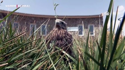 Annelerinden ayrı düşen yaban hayvanları rehabilitasyon merkezinde hayata tutunuyor