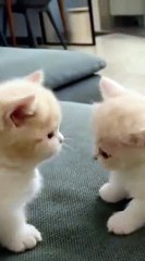 Two cat kids playing loving cats