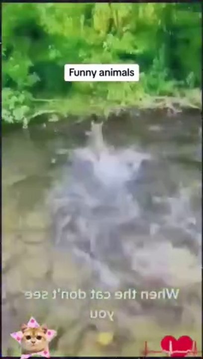 Animal funny video