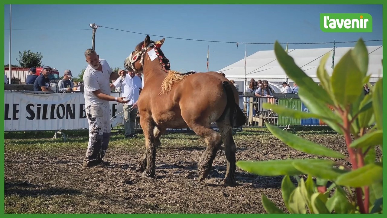 Foire de Libramont, les chevaux sont à l'honneur