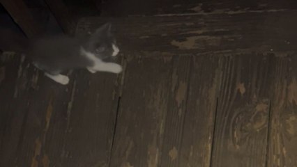 Stray kitty chooses its new home by trusting the universal cat distribution system