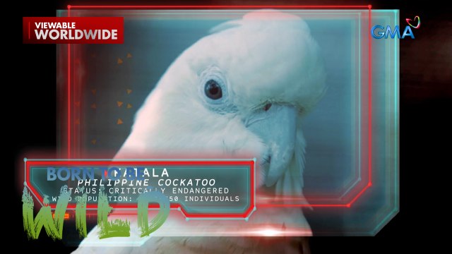 Critically endangered na Philippine cockatoo, paano namumuhay sa wild? | Born to be Wild