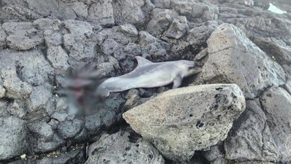 제주 섭지코지 갯바위서 새끼 남방큰돌고래 구조 / YTN