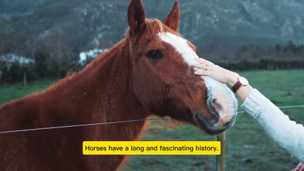 Hourse documentary | powerful | animal | history |