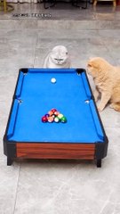 Very very funny game by cats