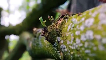 It Only Takes An Eagle 4 Seconds To Kill !!