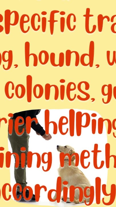 The Ultimate Guide to Dog Training #pets_birds