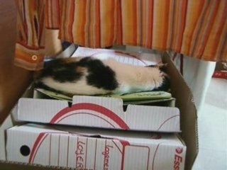 HOMMAGE A MA CHIPIE PARTIE AU PARADIS CE MATIN...:-(