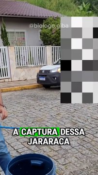 Cobra entre as mais venenosas do Brasil é encontrada vagando em rua movimentada de SC