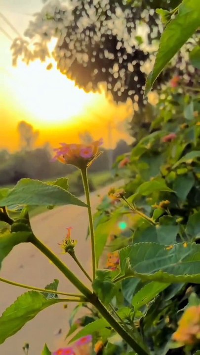 utomp3.com - nature short videos nature wallpaper 4k nature images 4k  shorts shortvideonatureviralvideo_v720P