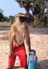 Monkey going!funny#entertainment#funnyvideo