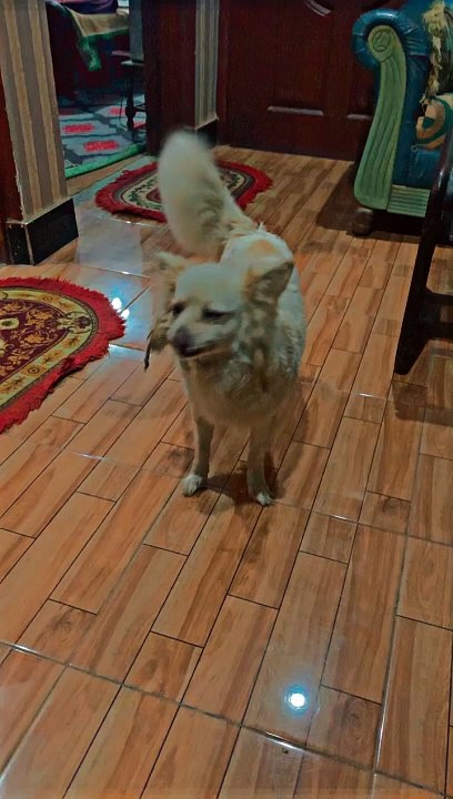 Cute Dog PARO