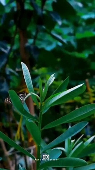 Beautiful Butterfly Flying
