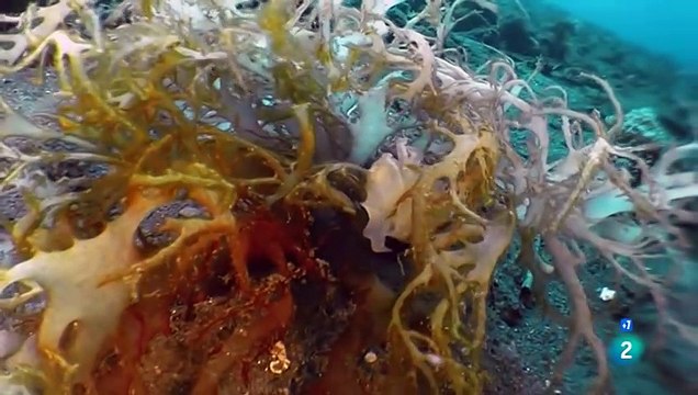 Criaturas Pequeñas y Letales: Descubre el Fascinante Mundo de los Animales Venenosos