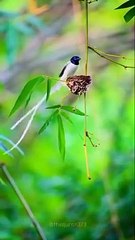 Maashallah Quran recitation maashallah