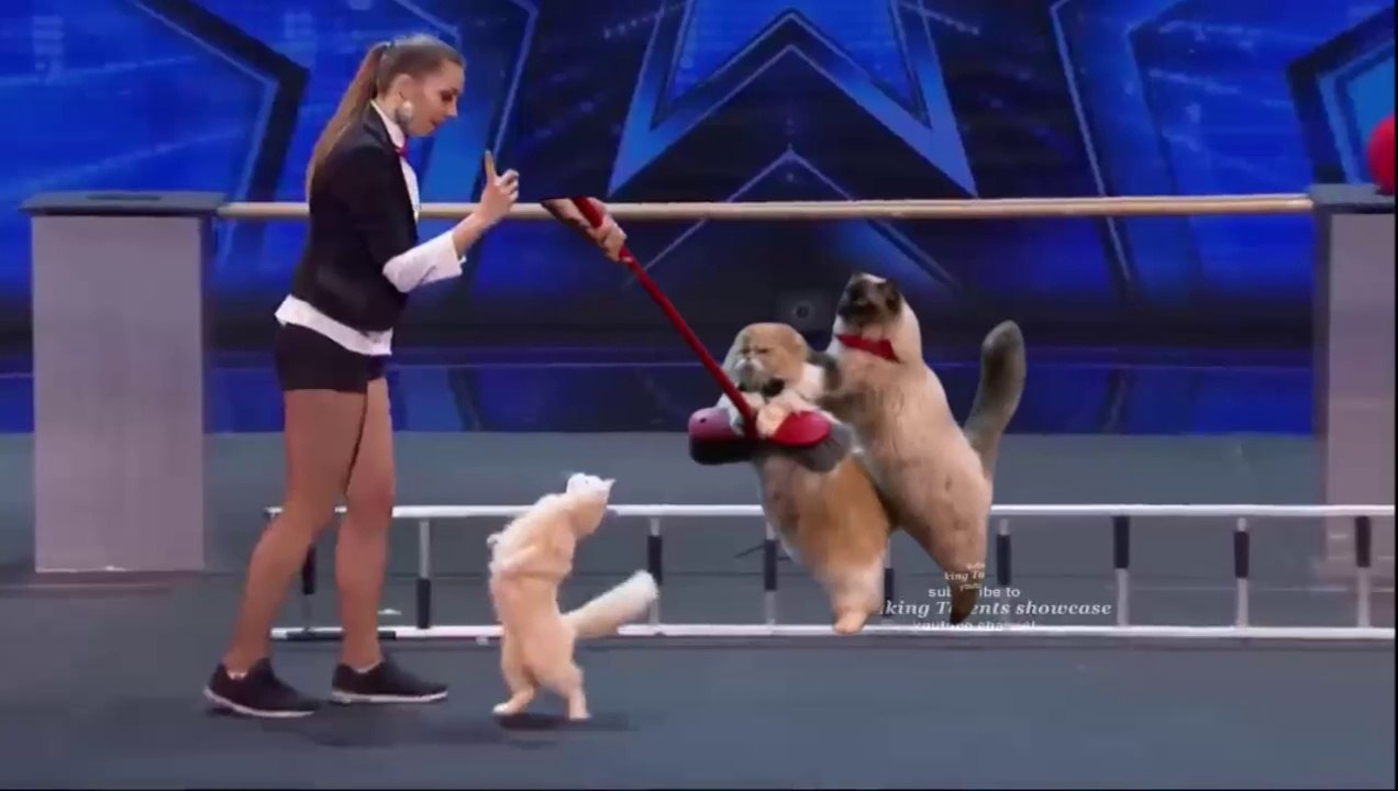 Unbelievable Cats Performance with Beautiful girl Shocked Judges