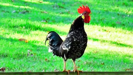 Aseel rooster crying  compilation|rooster crying different types of voices