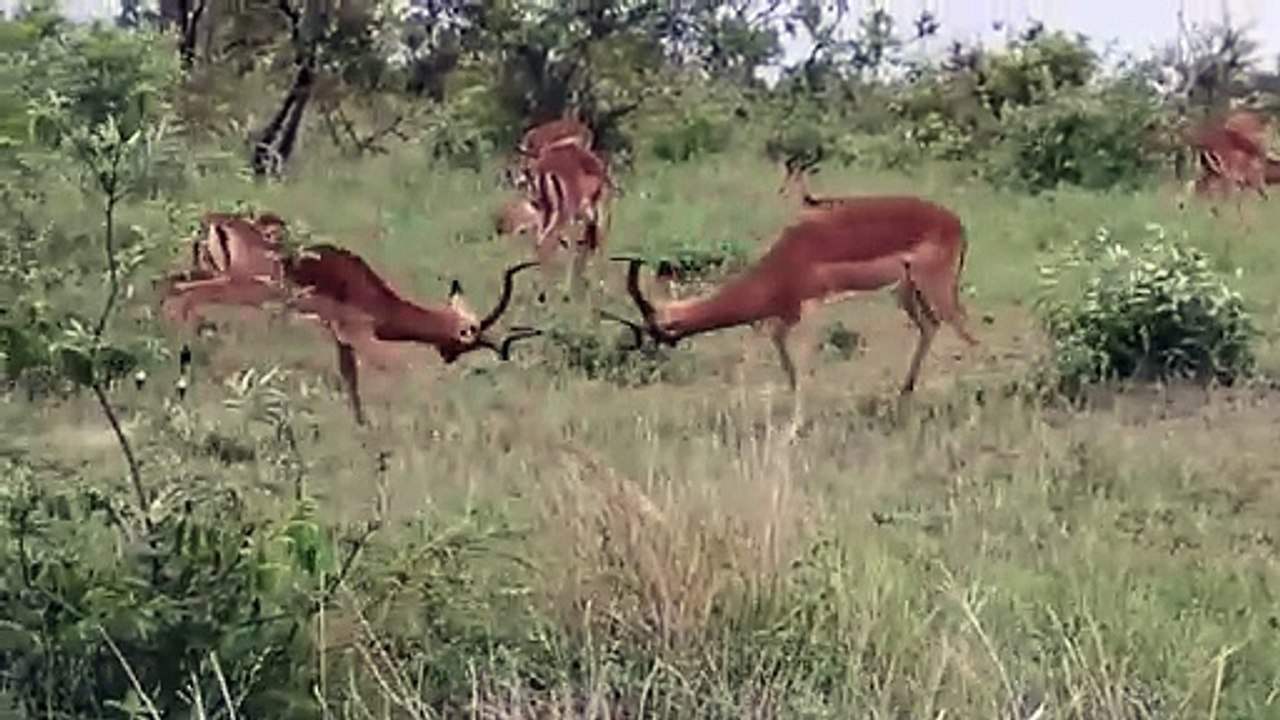 fighting,impala,impala rams fighting,male impala