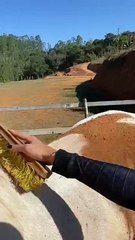 cleaned the horse and made it beautiful _shortsvideo(360P)