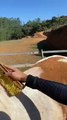 cleaned the horse and made it beautiful _shortsvideo(360P)