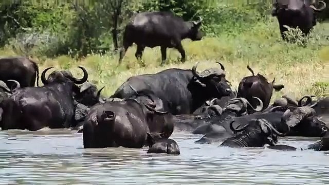 buffalo,water buffalo,wild water buffalo,cape buffalo,water buffalo
