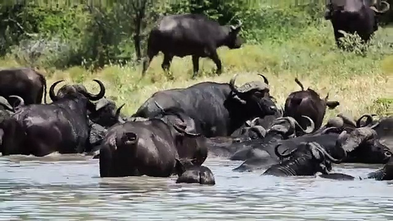 buffalo,water buffalo,wild water buffalo,cape buffalo,water buffalo