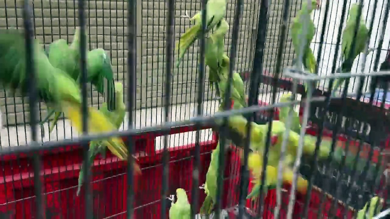 shehr main dihat  ep 13 2024 animal mini zoo Aj Bht Sary Green Parrots Mini Zoo Main Le Aiy