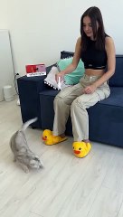 The evil plan of cat #viral #foryou