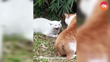 Side-Splitting Pet Fails You Can't Miss!